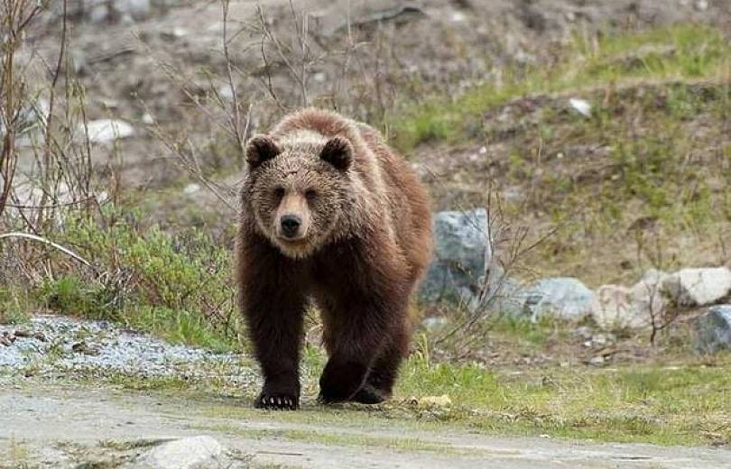 Годовалый медведь фото