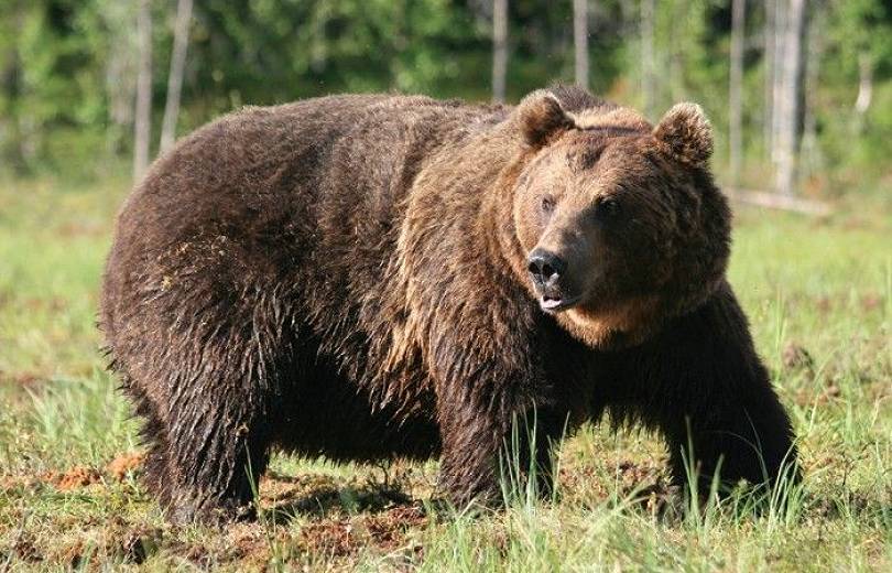 АРМЕНИЯ: Медведь пробрался во двор одного из домов в армянском селе Арени