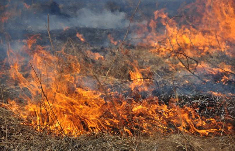 Եղվարդ քաղաքում այրվել է մոտ 45 հա խոտածածկ տարածք