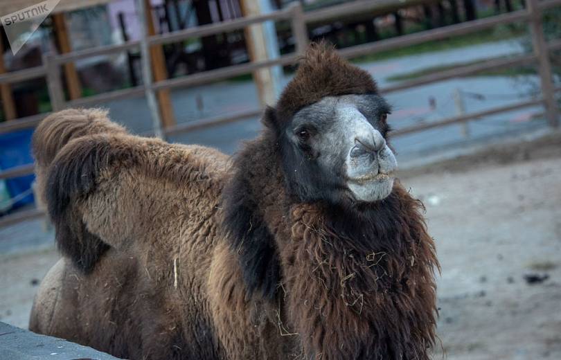 Падеж животных в Ереванском зоопарке