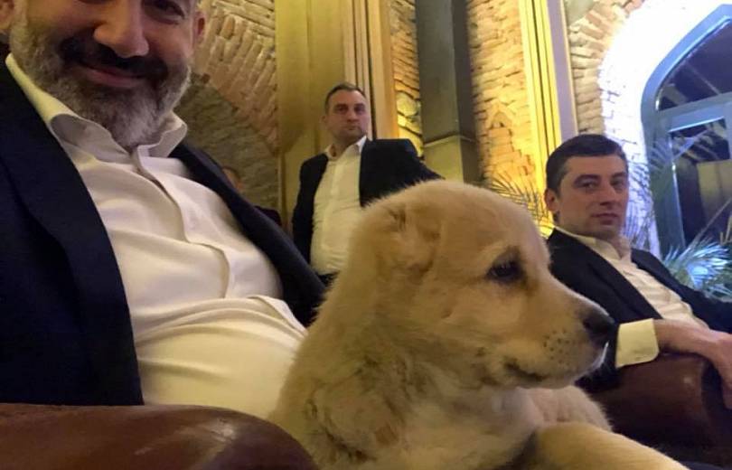 ГРУЗИЯ: Премьер Грузии подарил Пашиняну щенка чистокровной кавказской овчарки