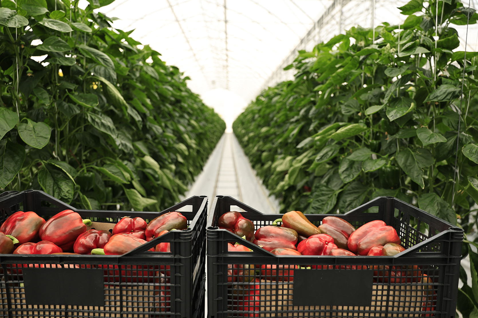 64533_b.jpg (770 KB)