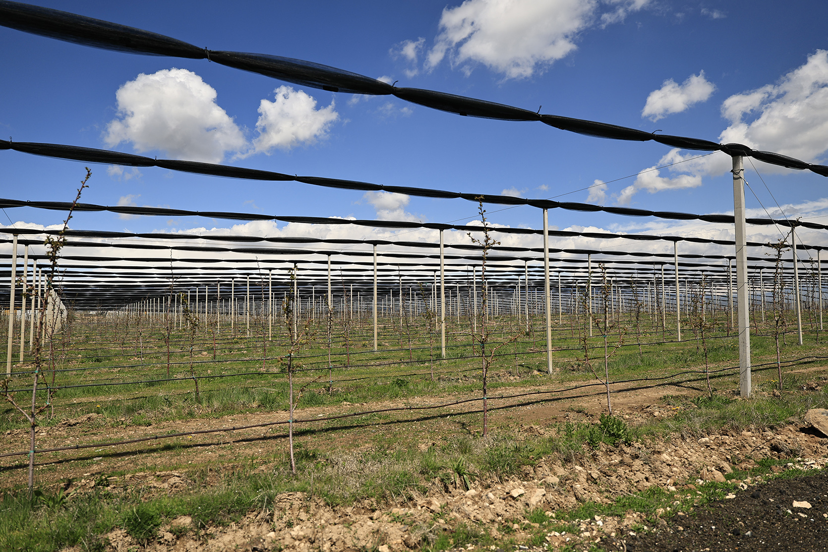 65259_b.jpg (1.17 MB)