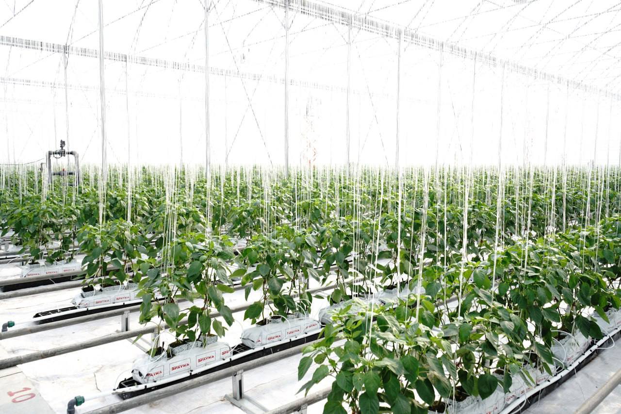 475998296_1049204280582288_8228982391653205448_n.jpg (192 KB)