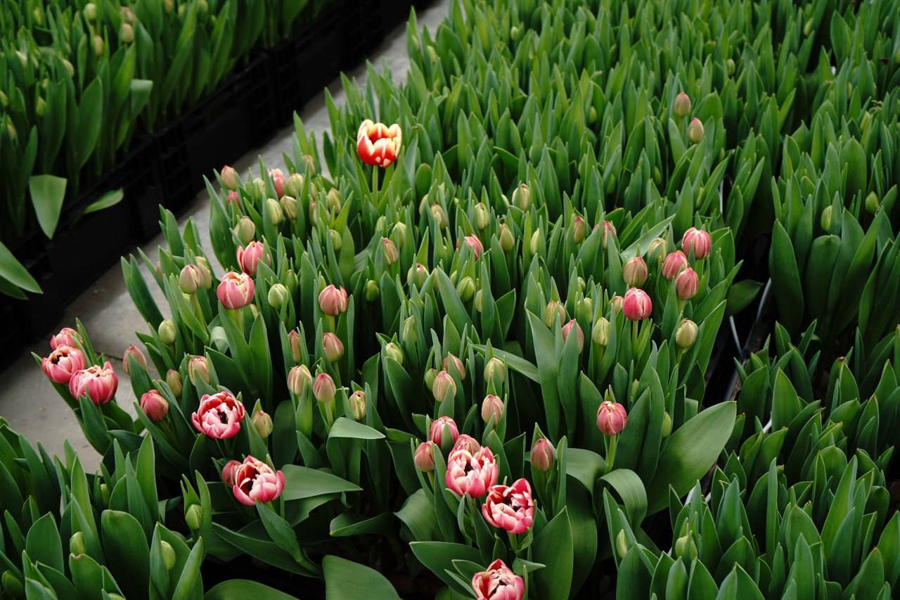 476939841_1049203957248987_4302170899892267644_n.jpg (155 KB)